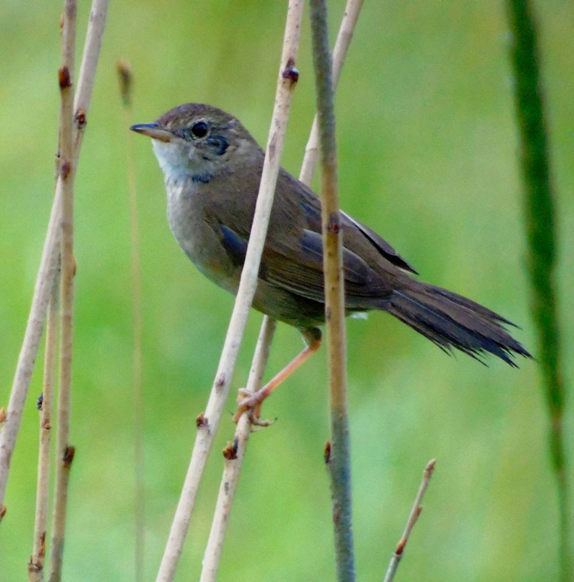 Малая пестрогрудка