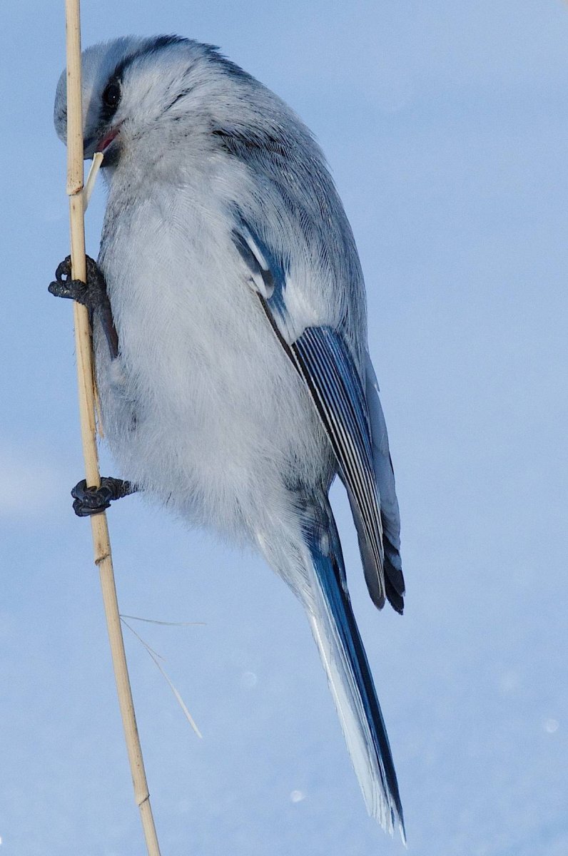 Зимние птицы Омска