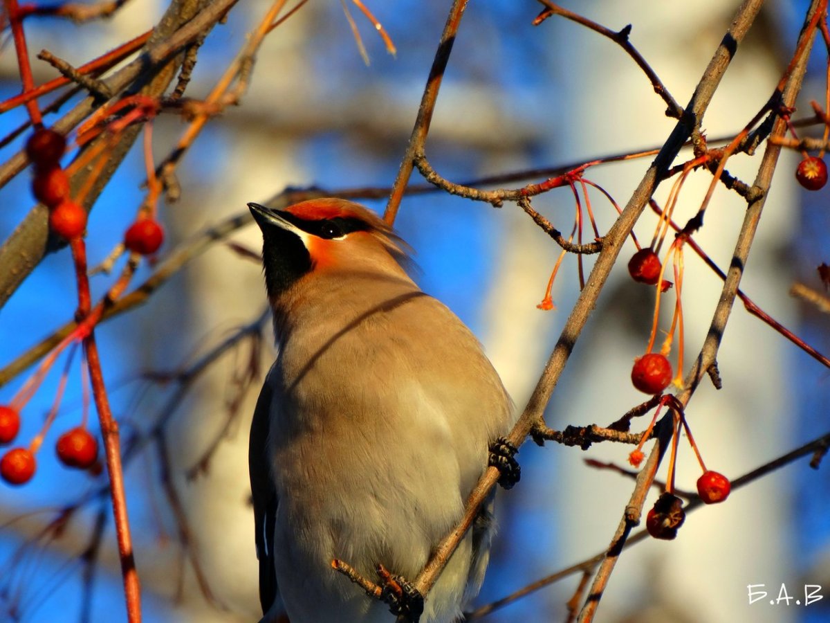 Птицы с 3 сторон