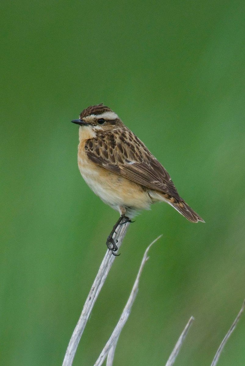Луговой чекан