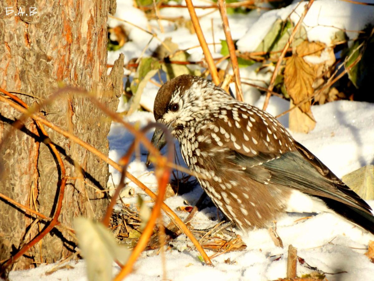 Птицы обитающие в Омске