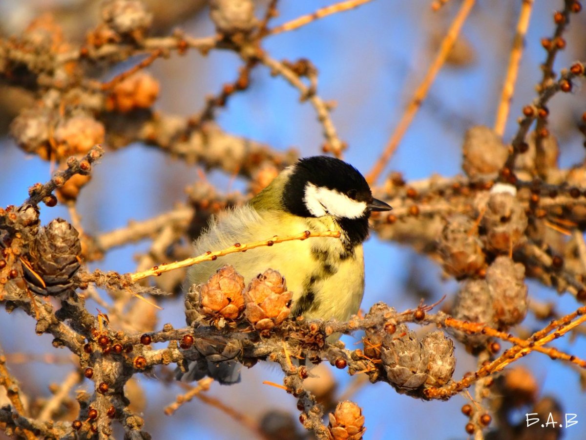 Министерство Омской птицы