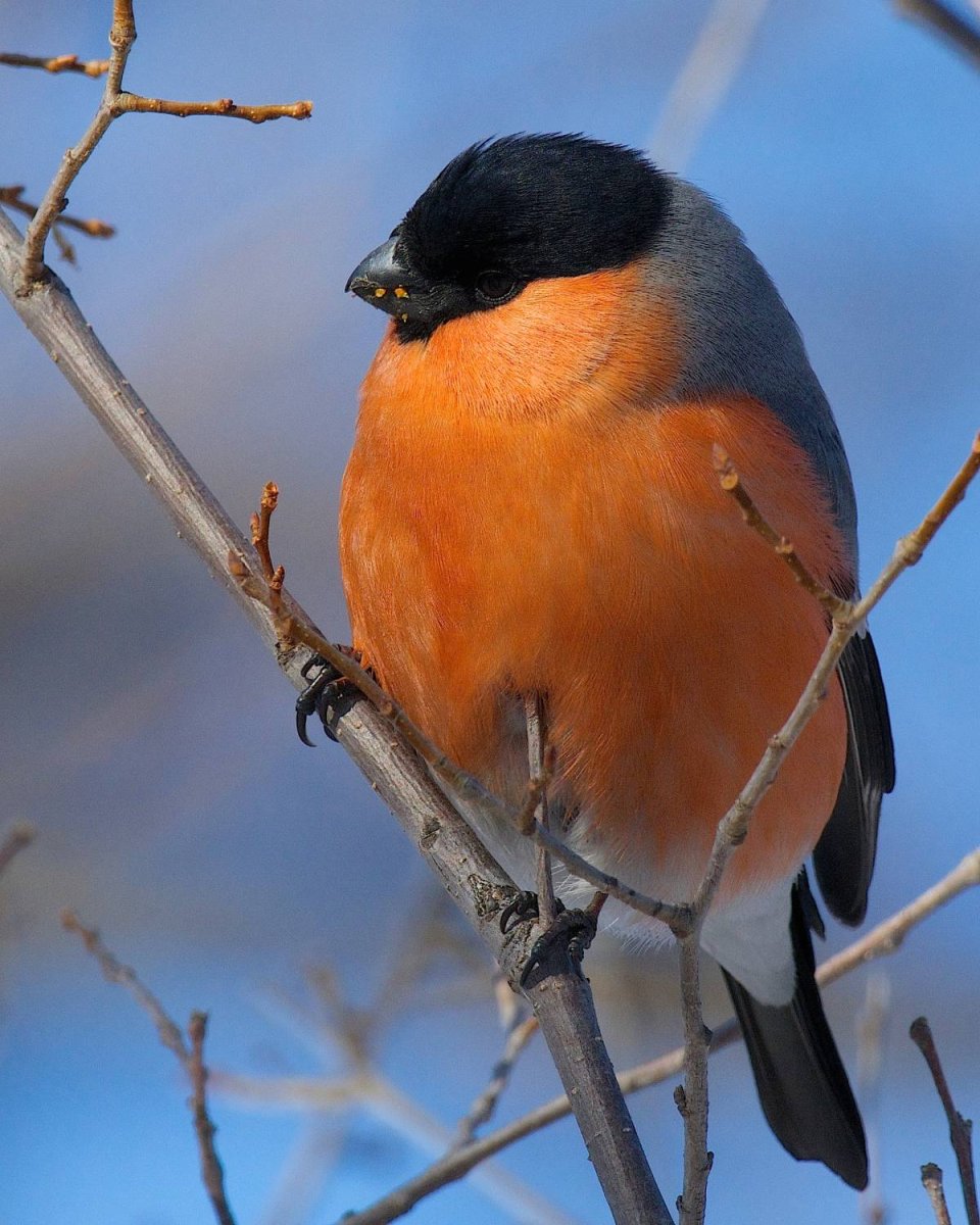 Снегирь обыкновенный pyrrhula pyrrhula