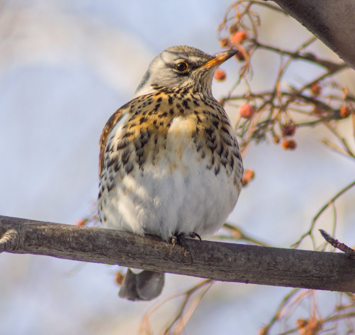 Дрозд Алтайский край