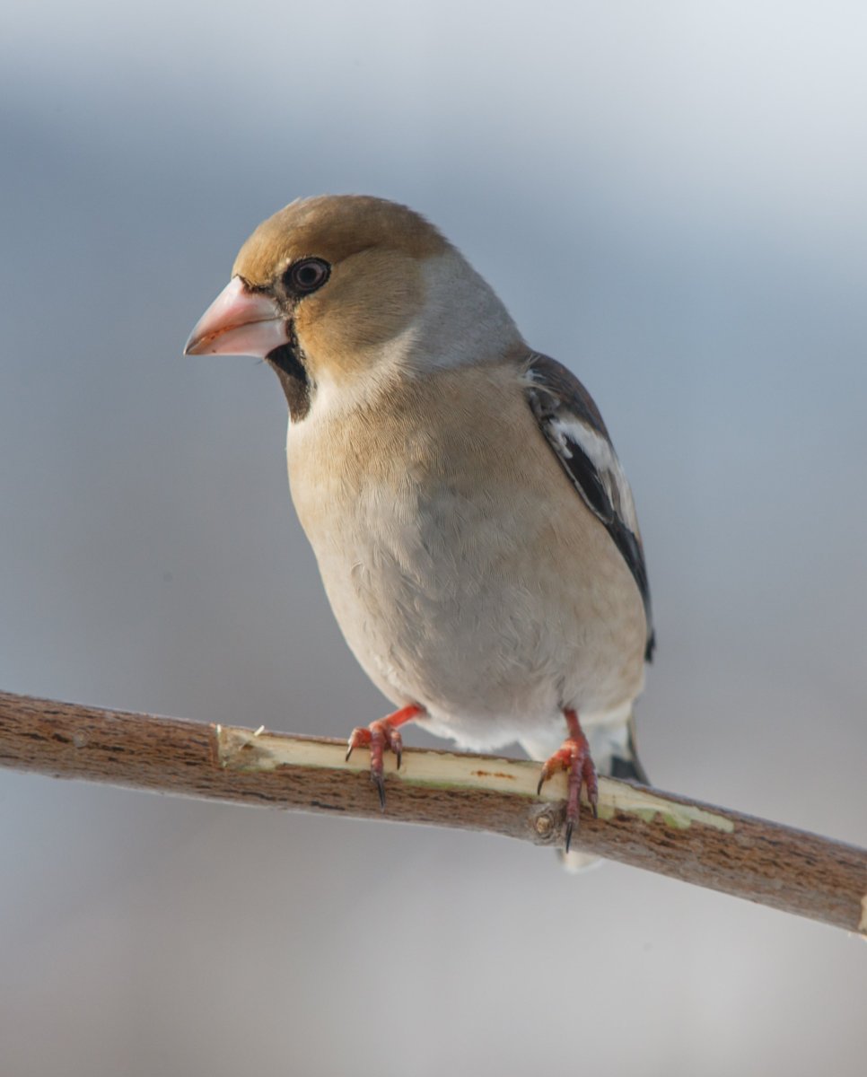 Дубонос полосатый