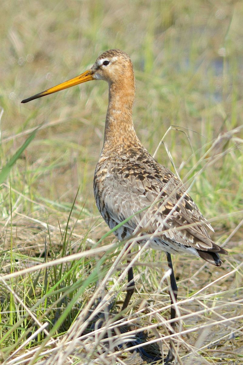 Малый веретенник