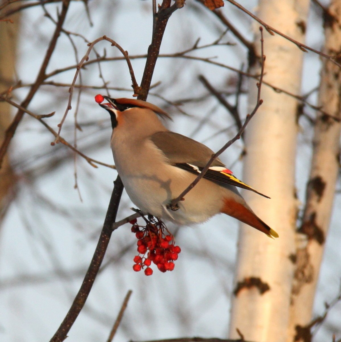 Клест свиристель