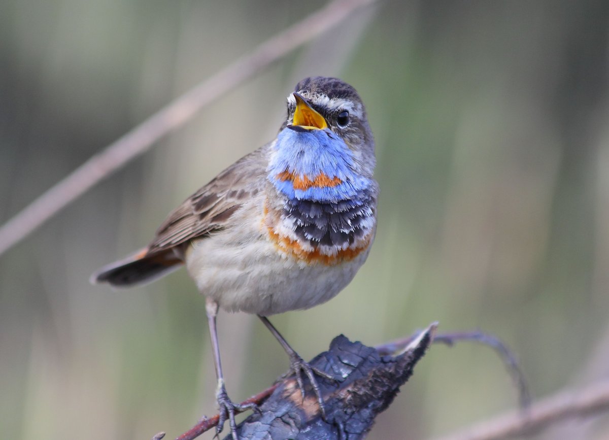 Птицы омской области
