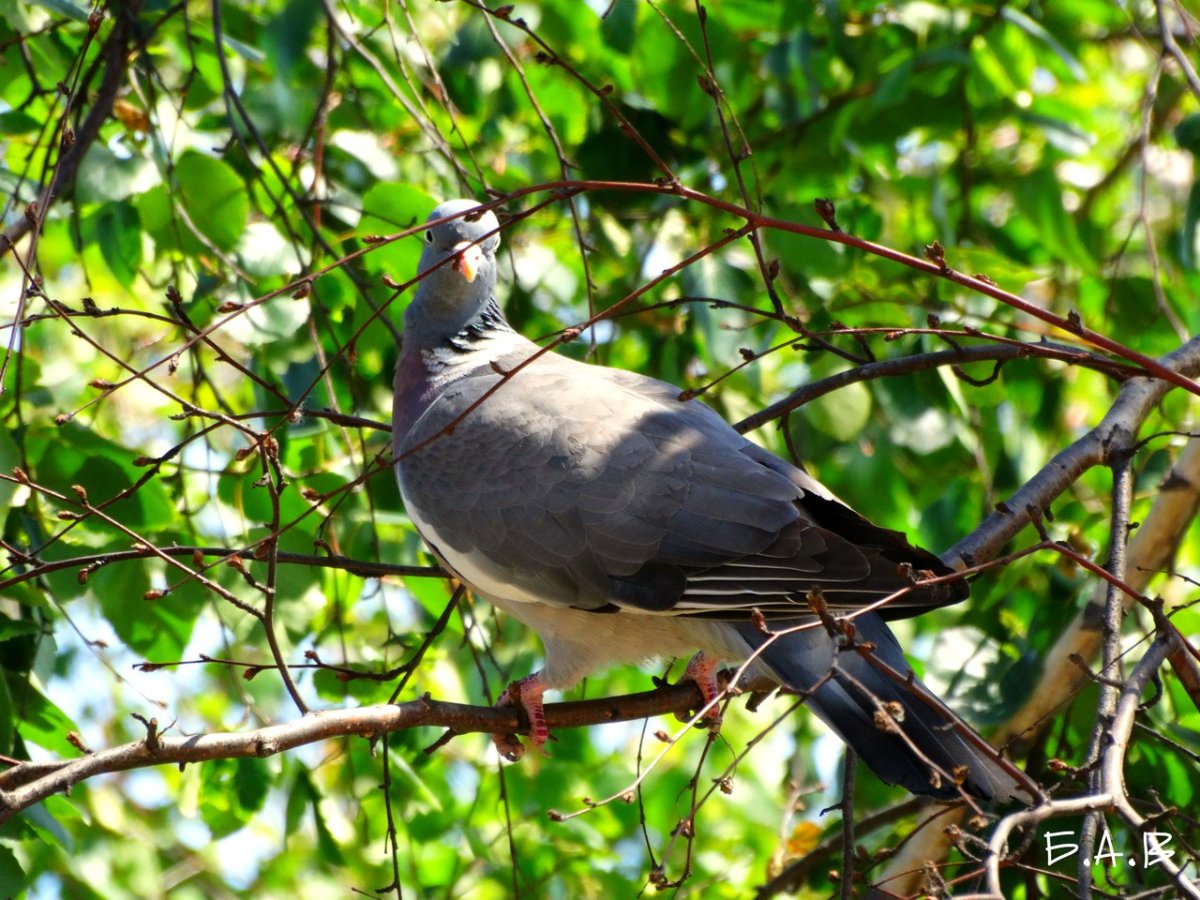Птицы Омска и Омской области