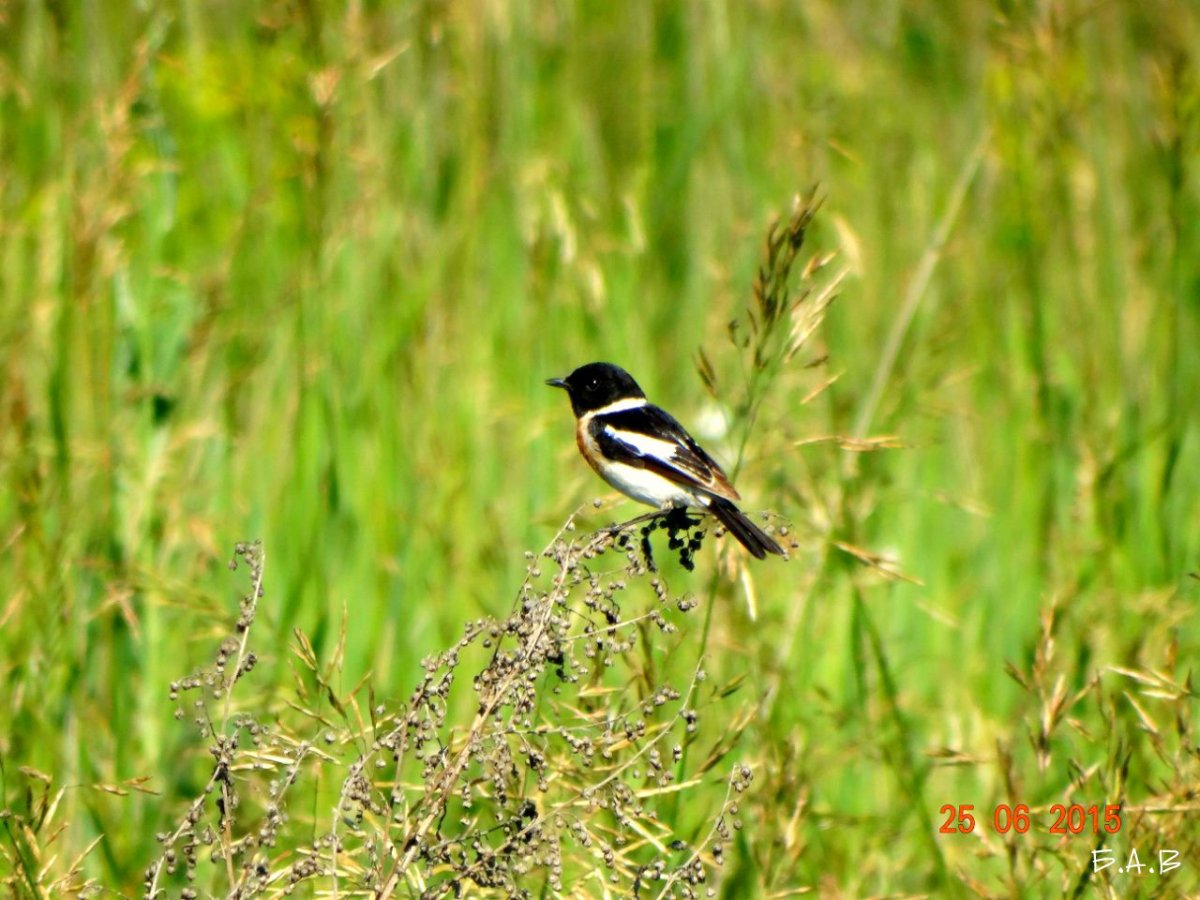 Боровая птица с белой грудкой