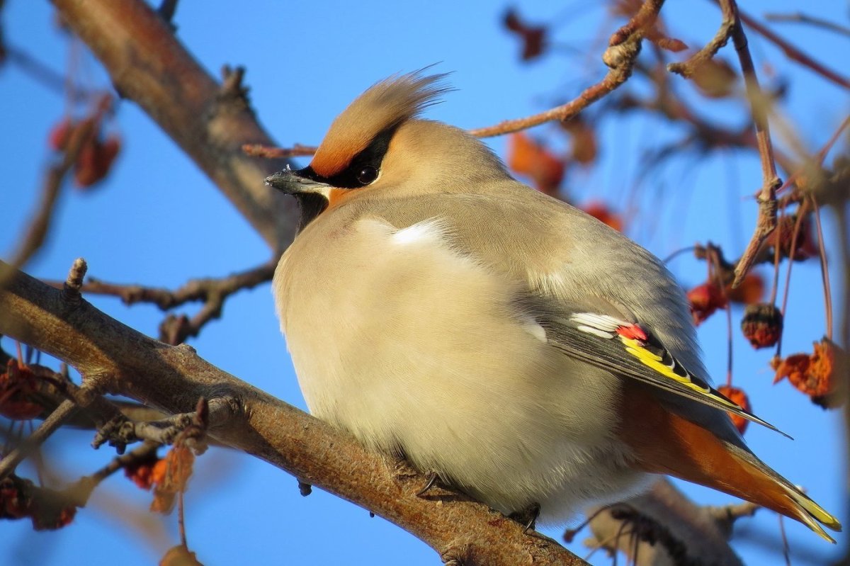Амурский свиристель
