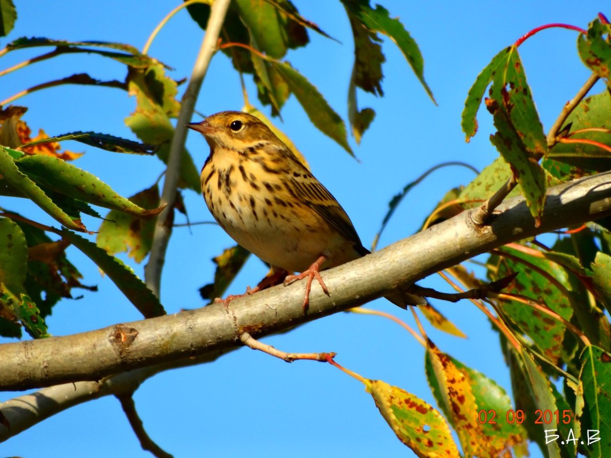 Желтотщелегая птица Омск