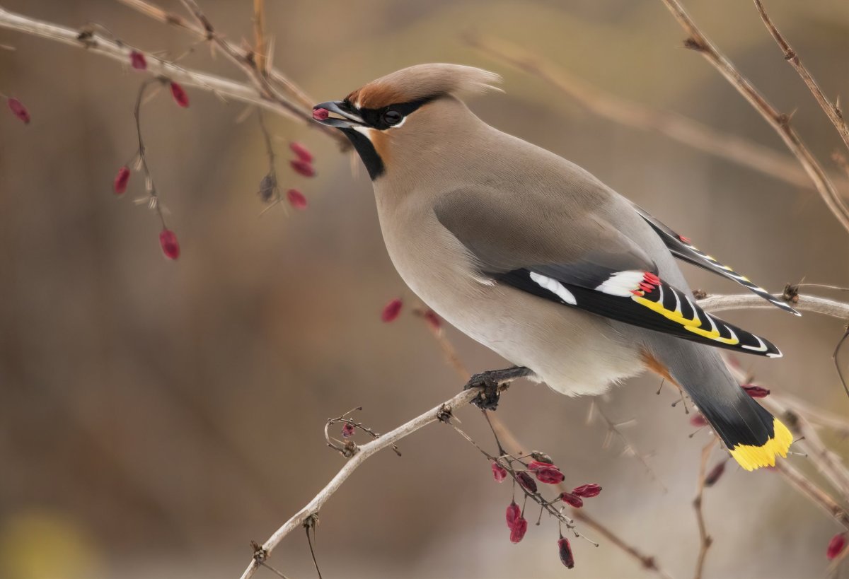Фото свиристель птицы крупным планом