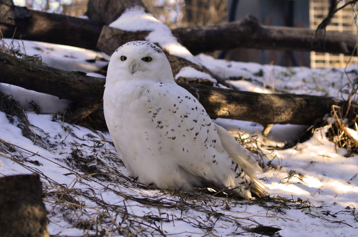 Полярная Сова Харп