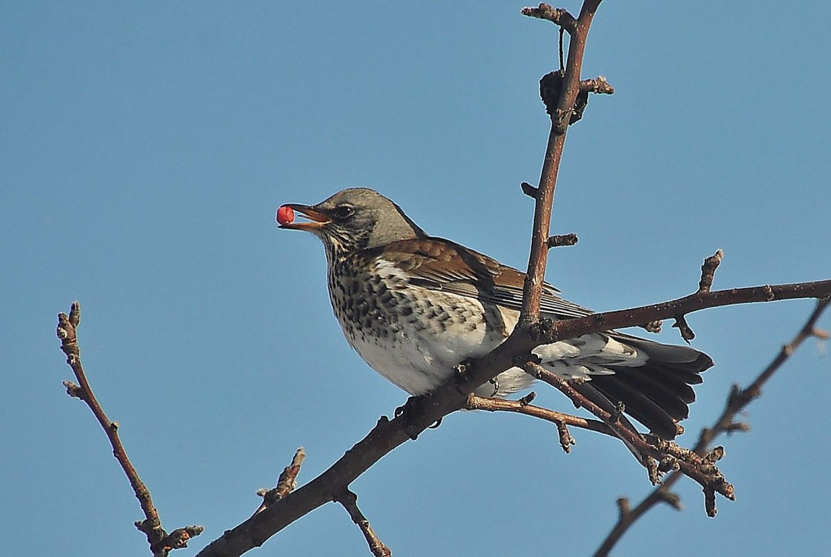 Дрозд-рябинник Омск