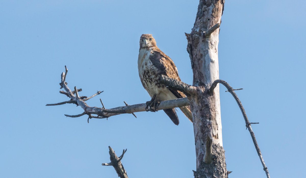 Хищные птицы Омской области