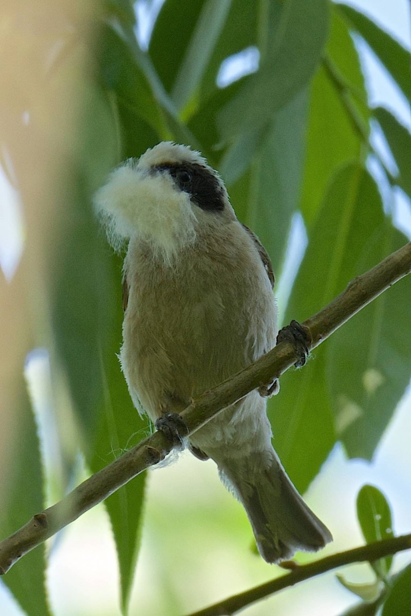 Ремез черноклювик