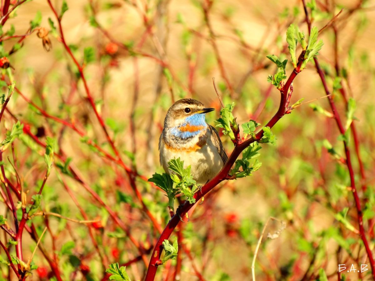 Птицы Омска и Омской области