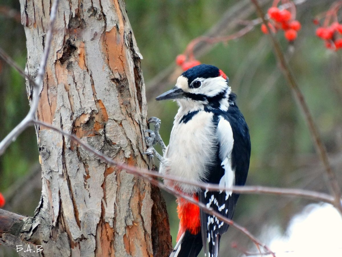 Хищные птицы Омской области