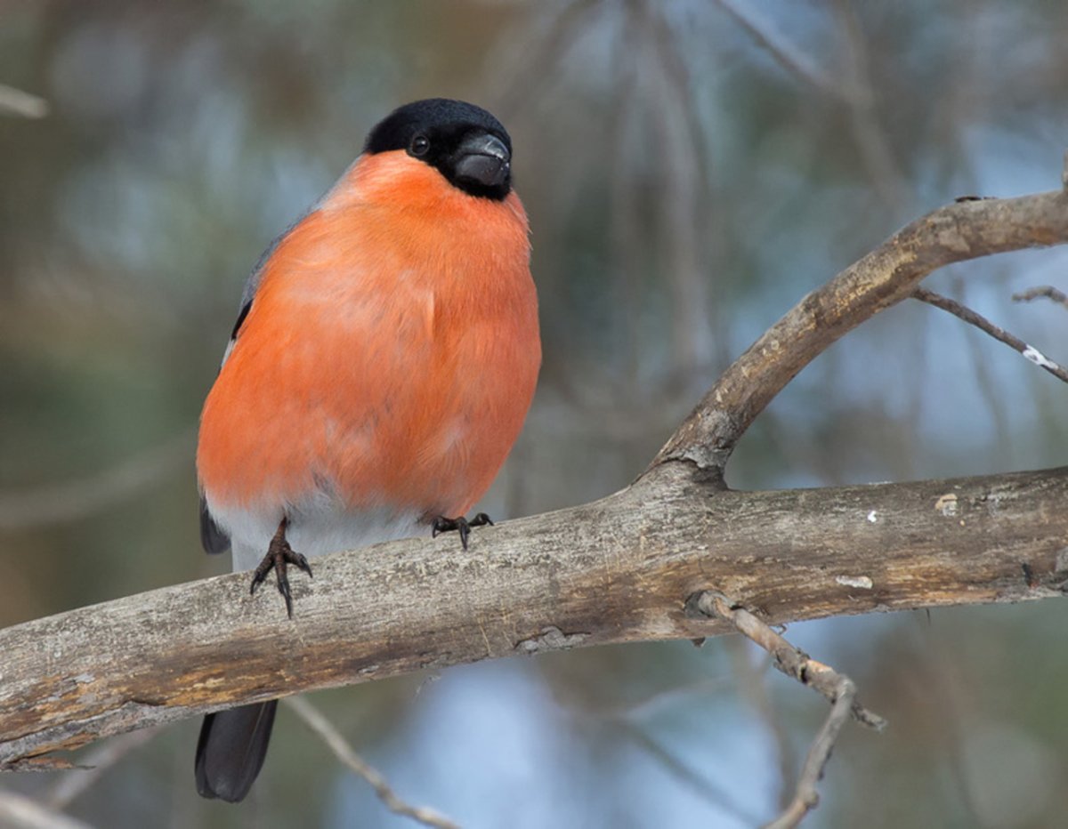 Хохлатый Снегирь