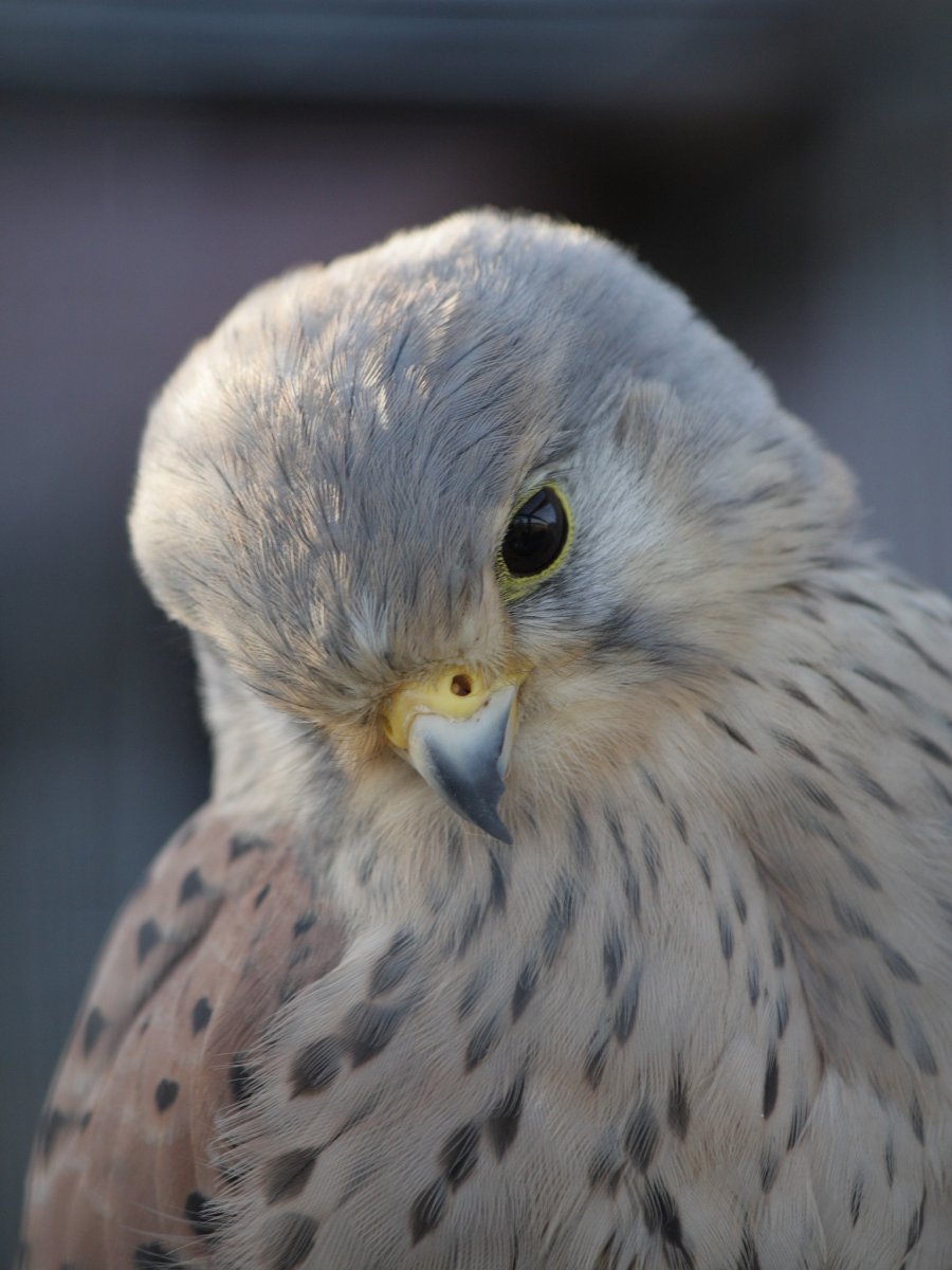 Ястреб пустельга