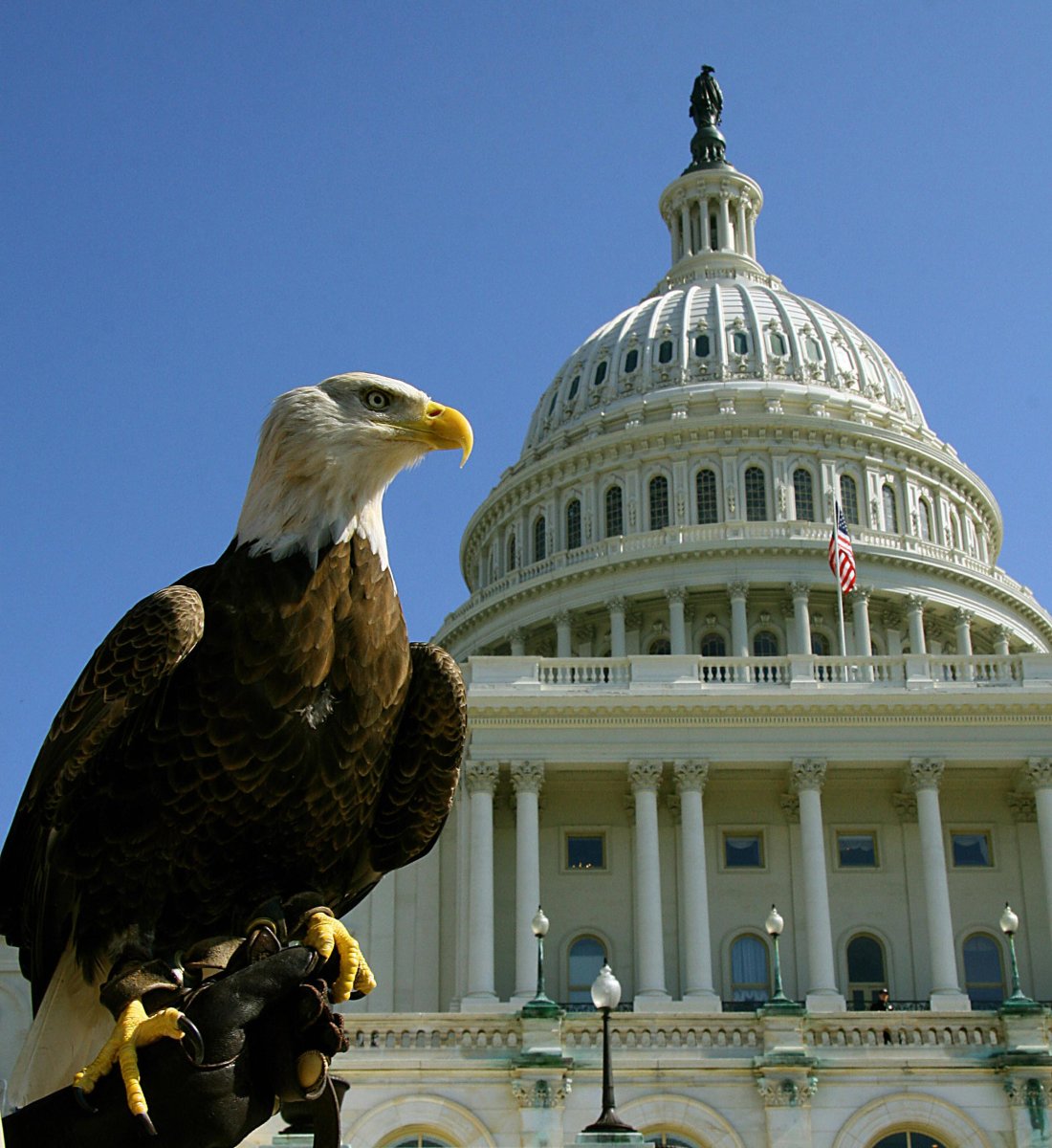 Белоголовый Орлан символ