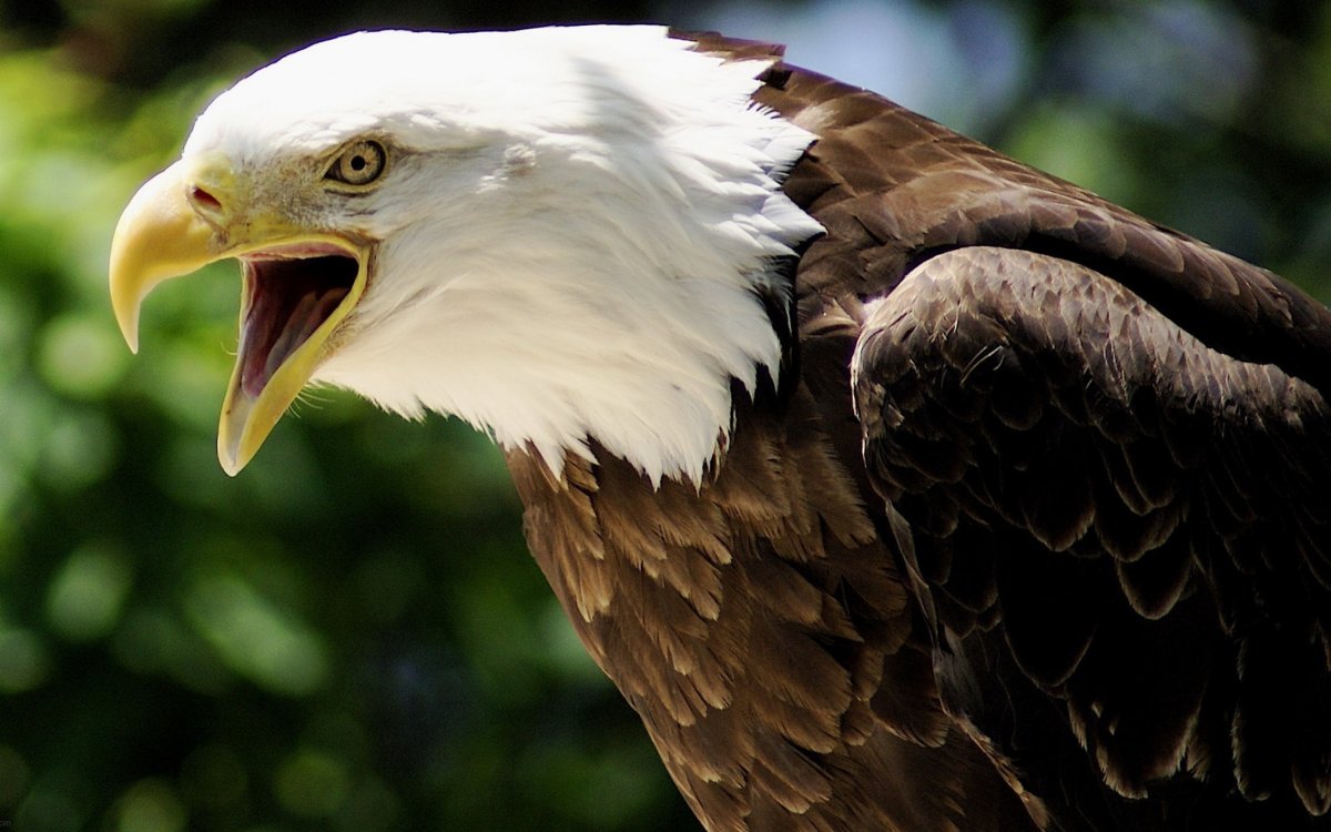 Крутые немецкие Орлы