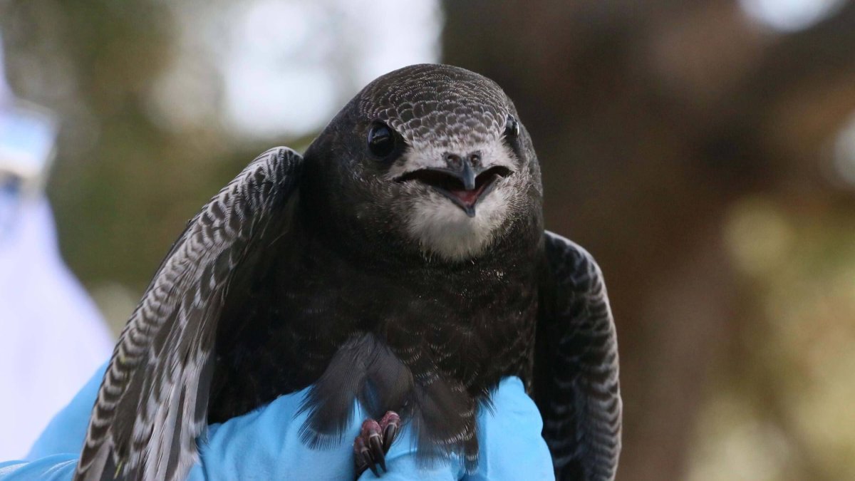 Птица абабиль