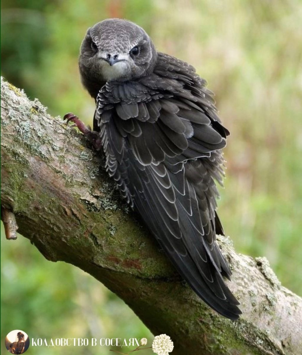 Стриж обыкновенный