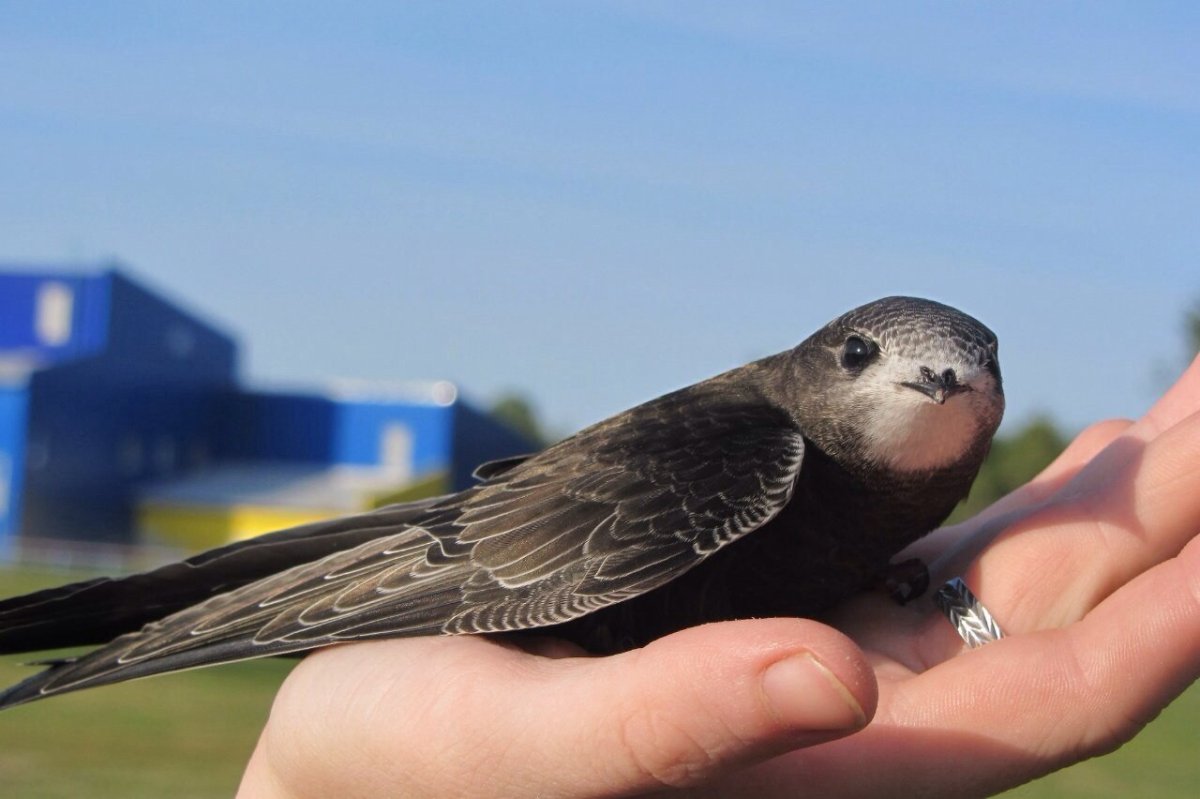 Стриж Абабиль