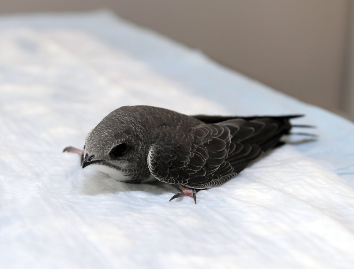 Птица Абабиль