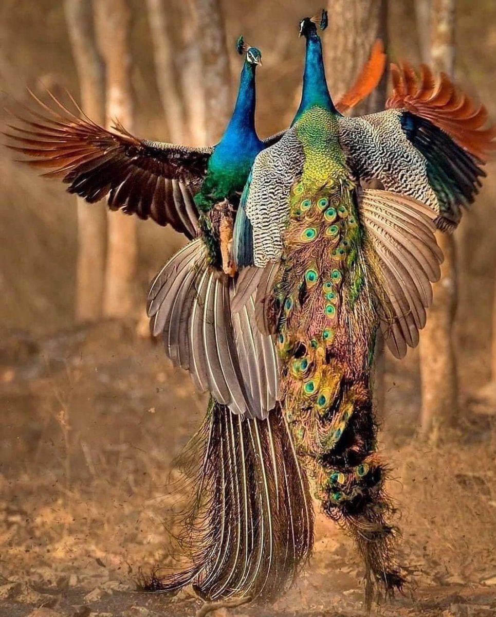 Яванский Павлин