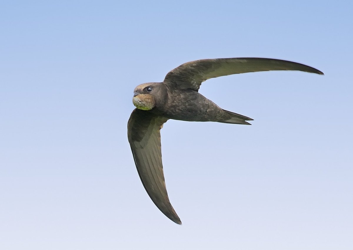 Пальмовый Стриж