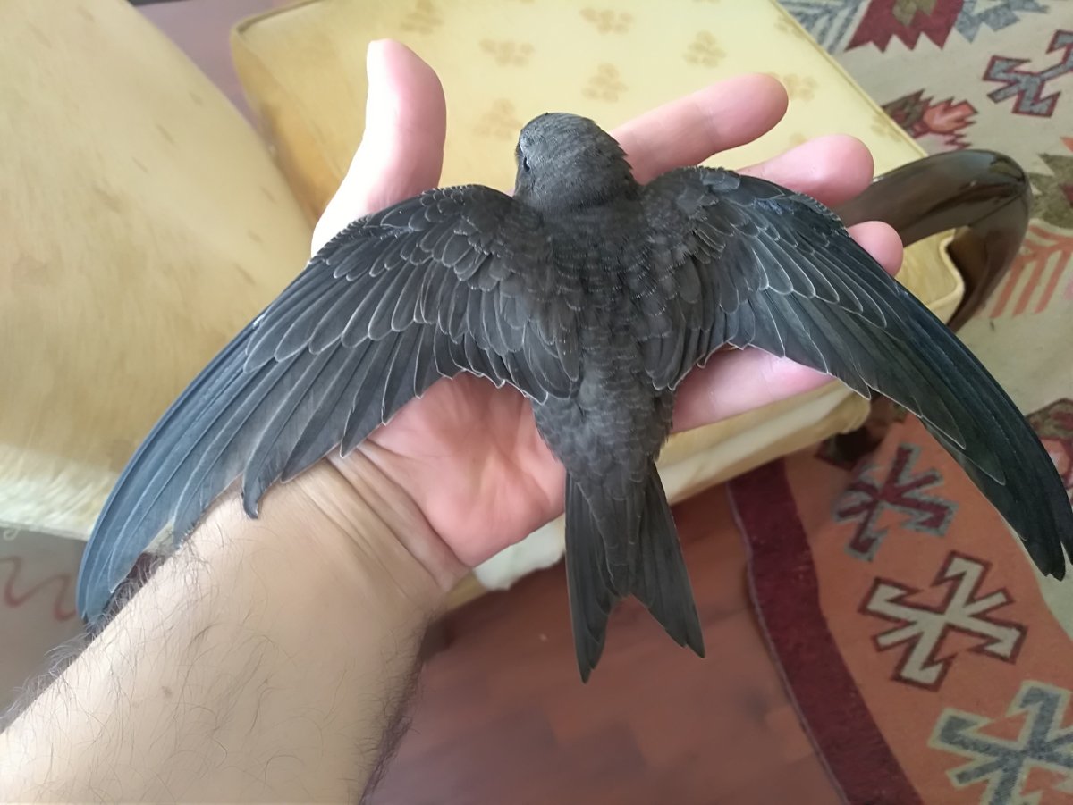 Абаабил Кушу