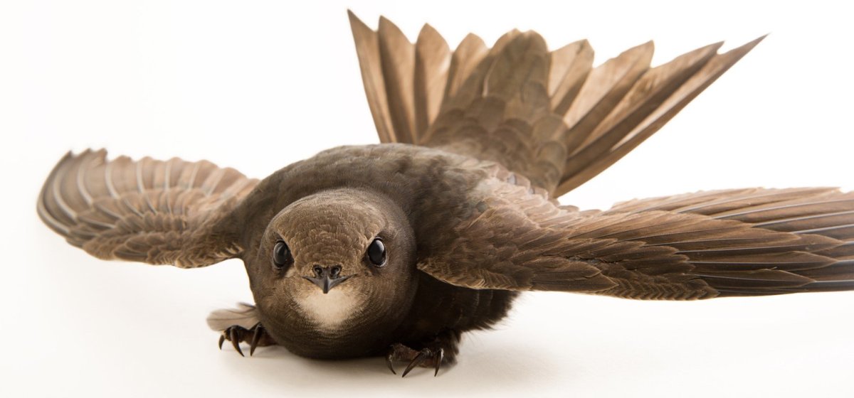 Стриж анфас