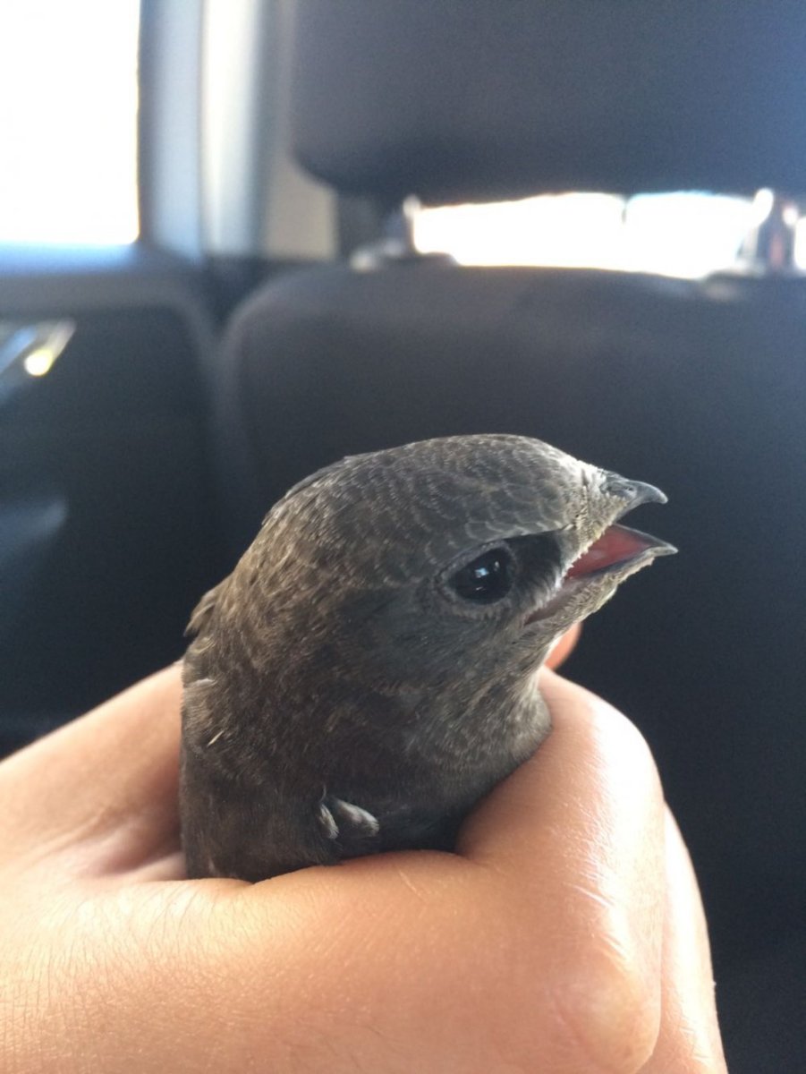 Птица Абабиль белая