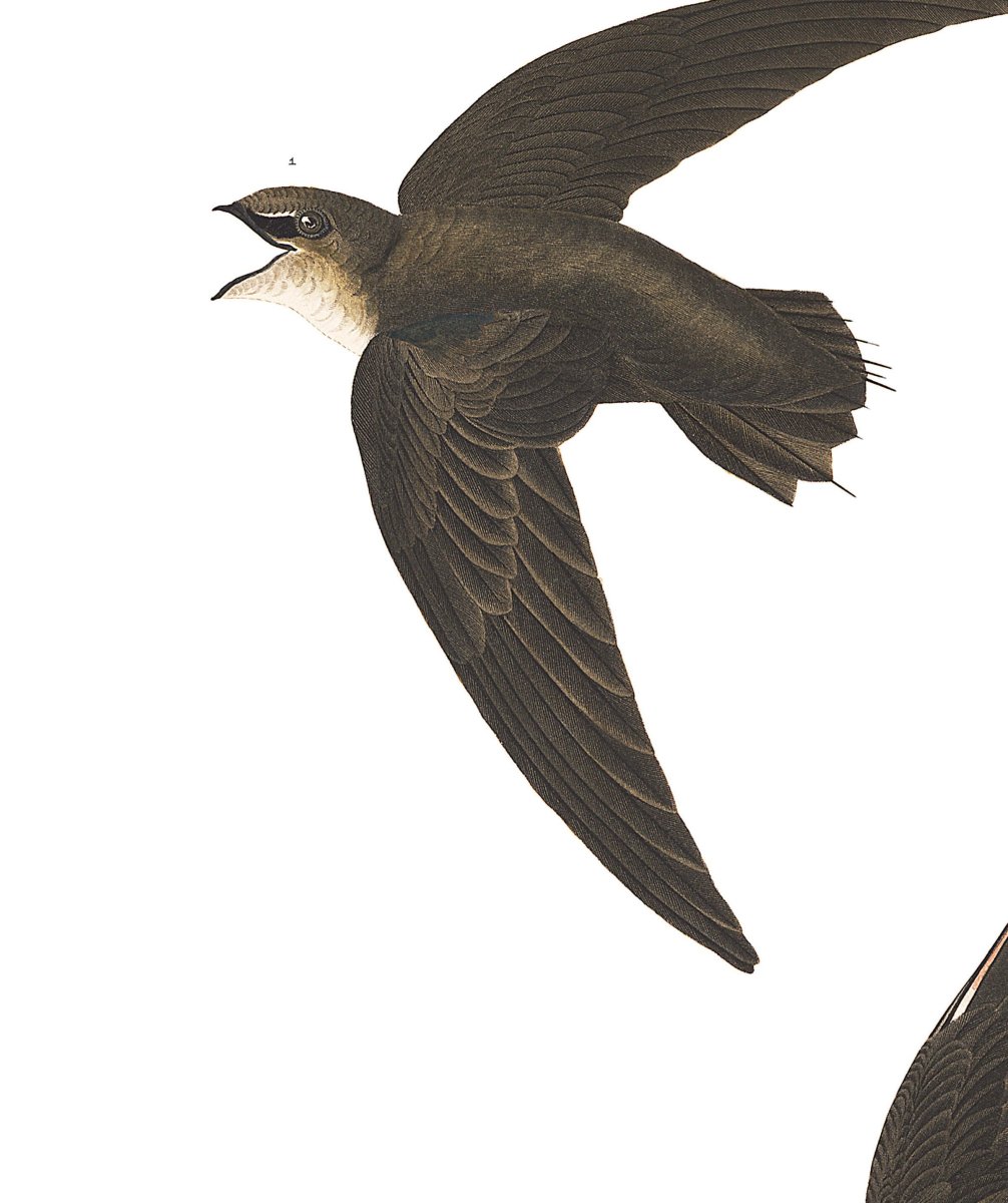 Стриж Абабиль