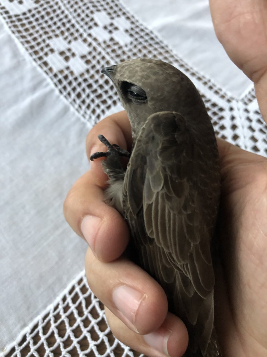 Стриж Абабиль