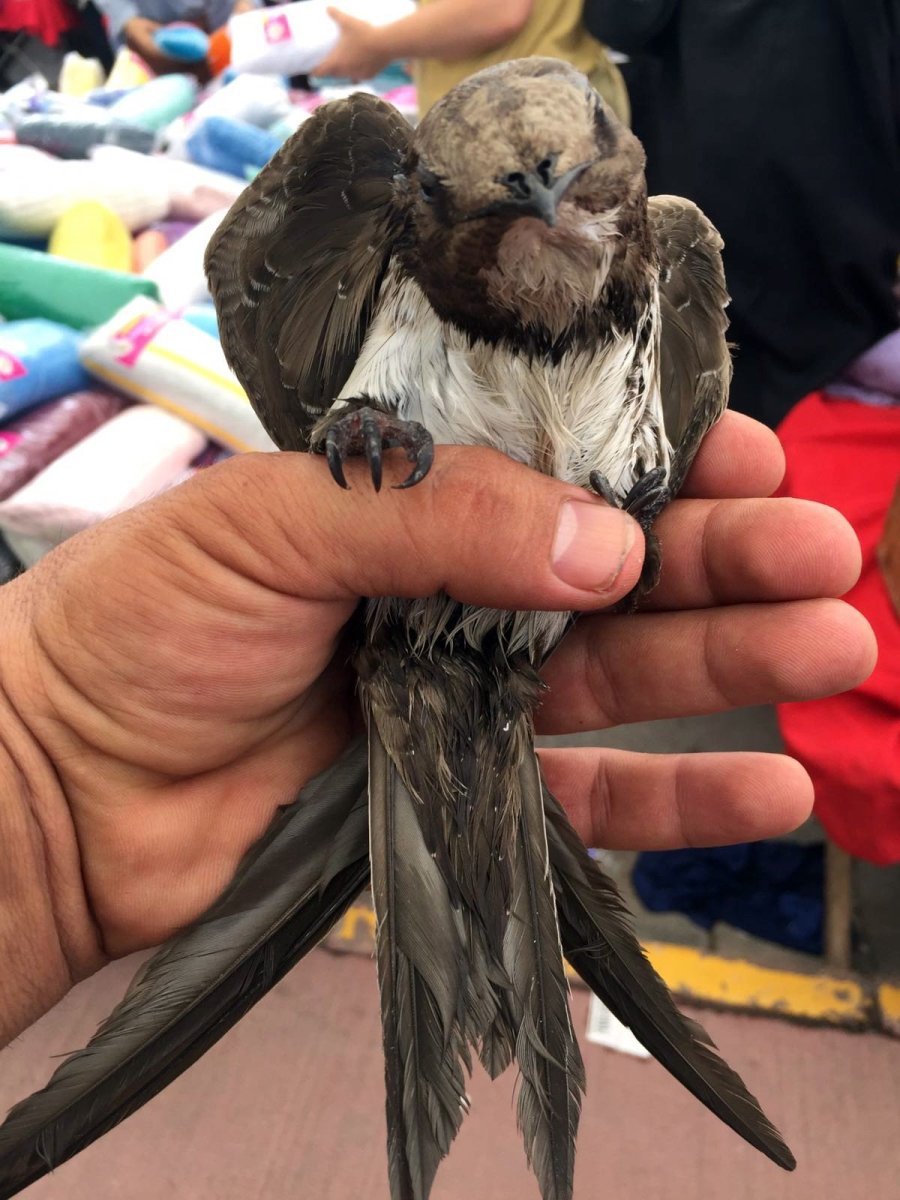 Абабиль Кушу