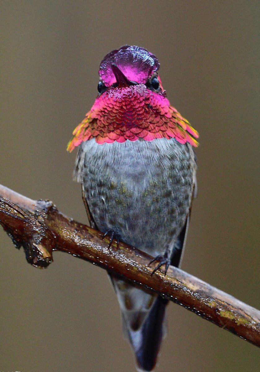 Птичка Абабиль