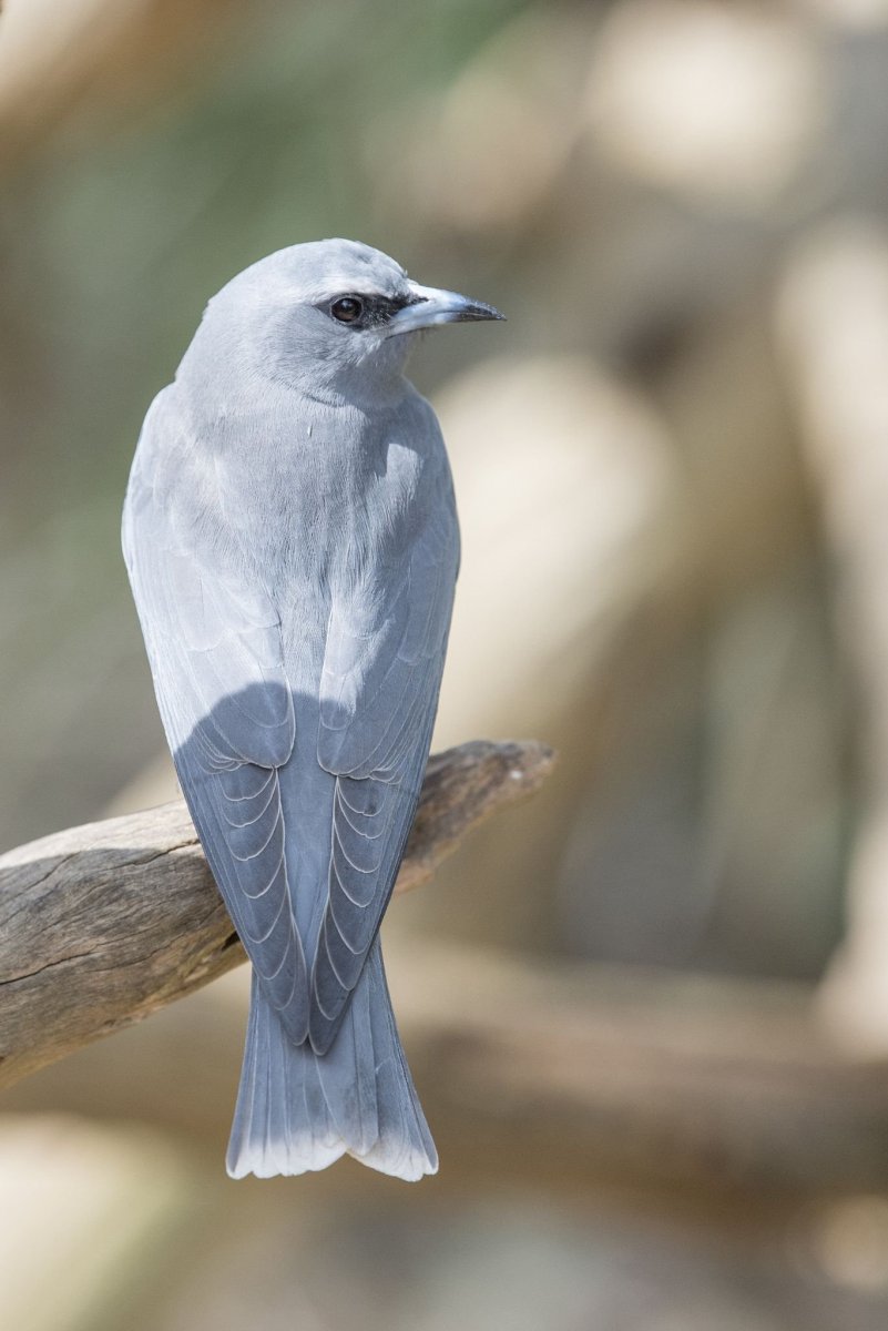 Птица Абабиль