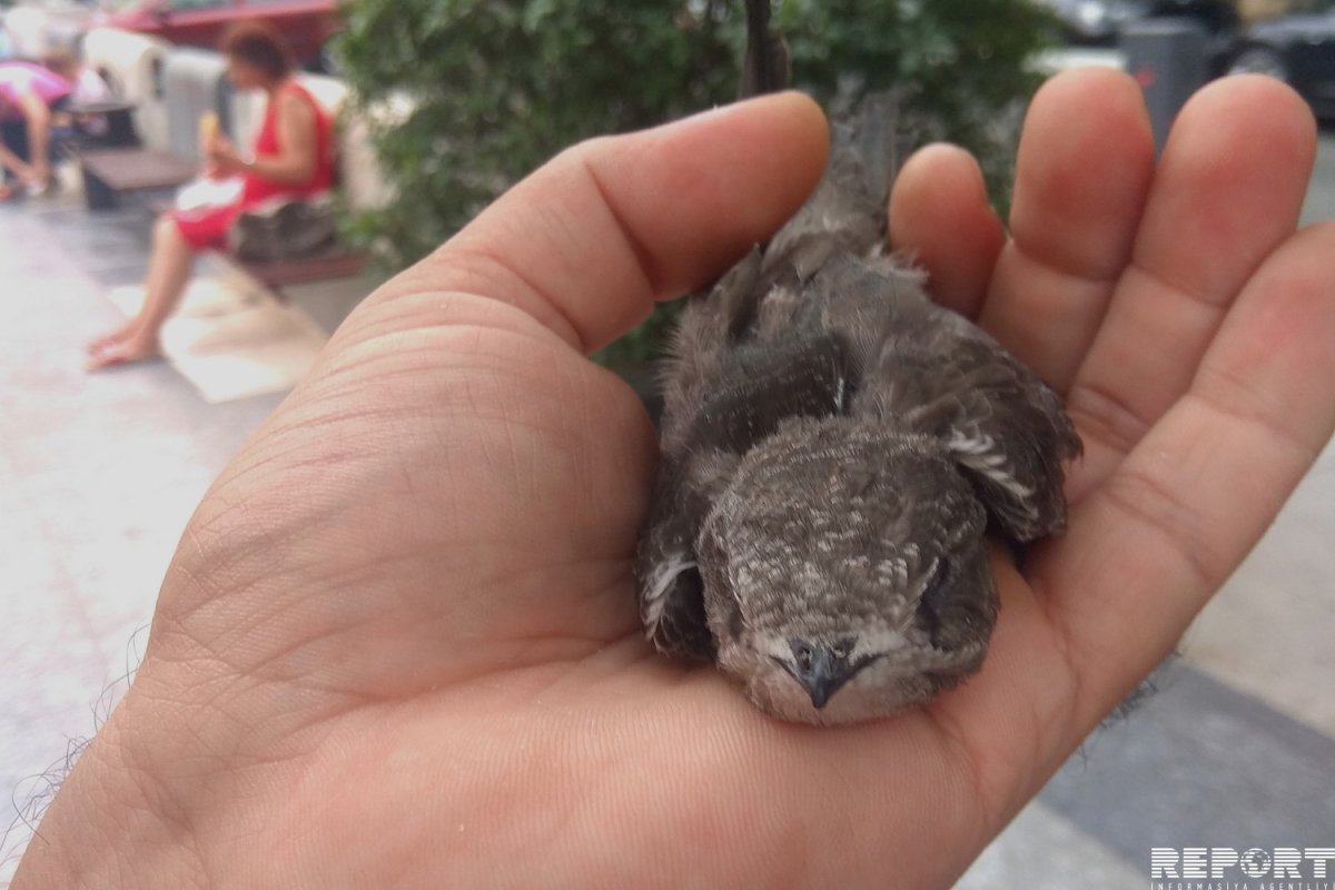 Птицы в Баку