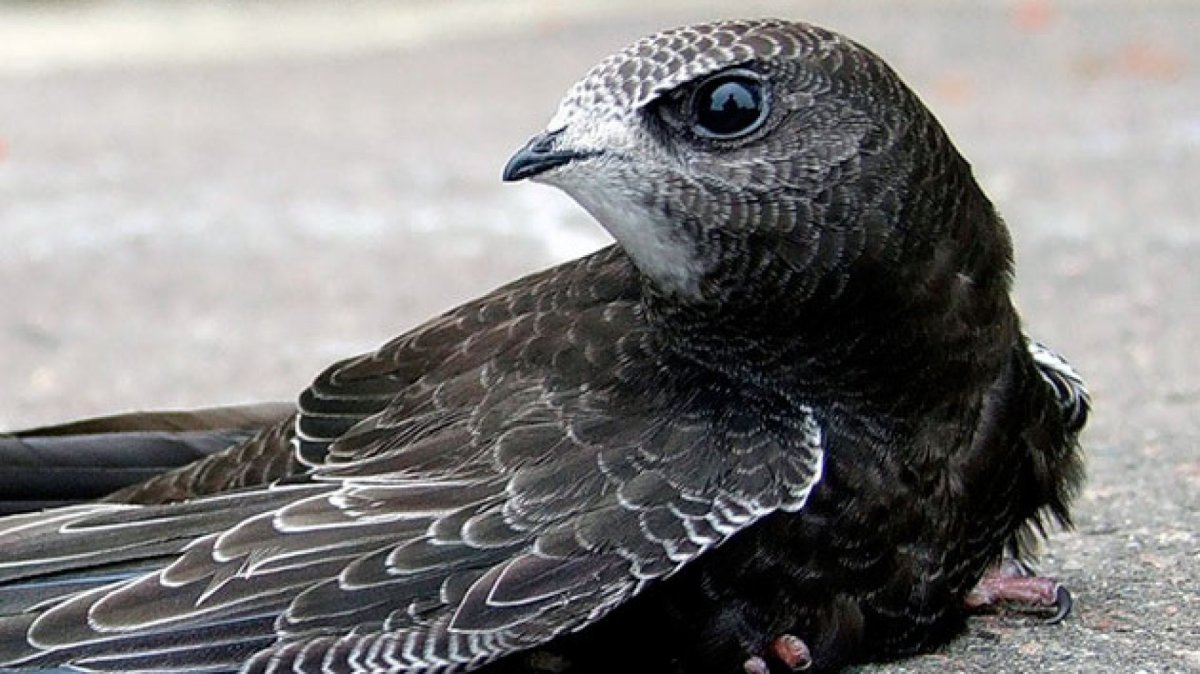 Чёрный Стриж