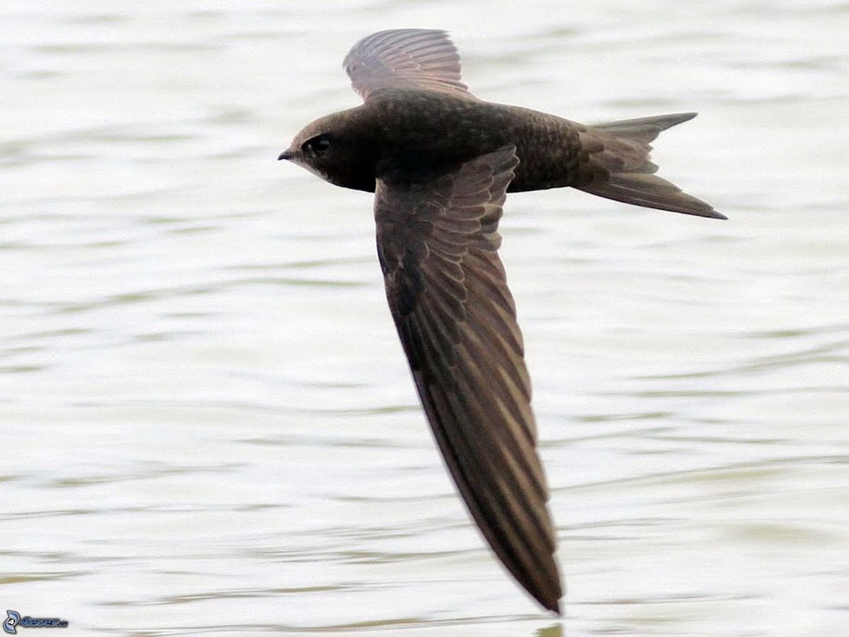 Чёрный Стриж