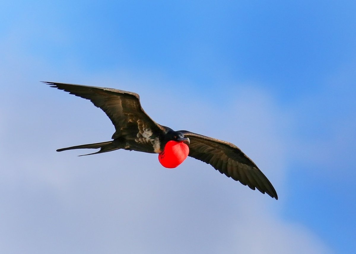 Абобил куши фото