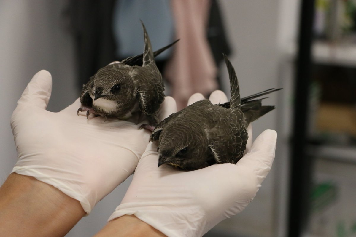 Птица Абабиль