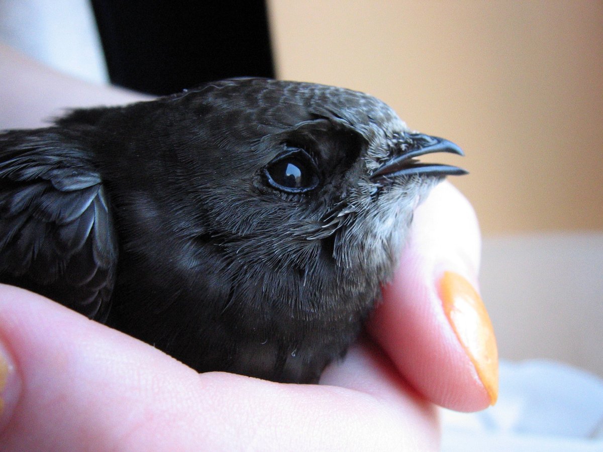 Черный Стриж цыпленок