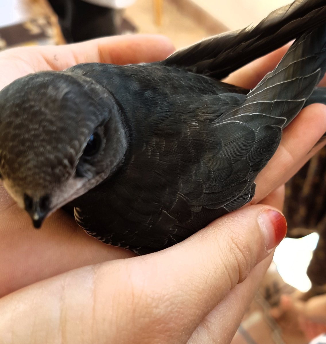 Черный Стриж птица