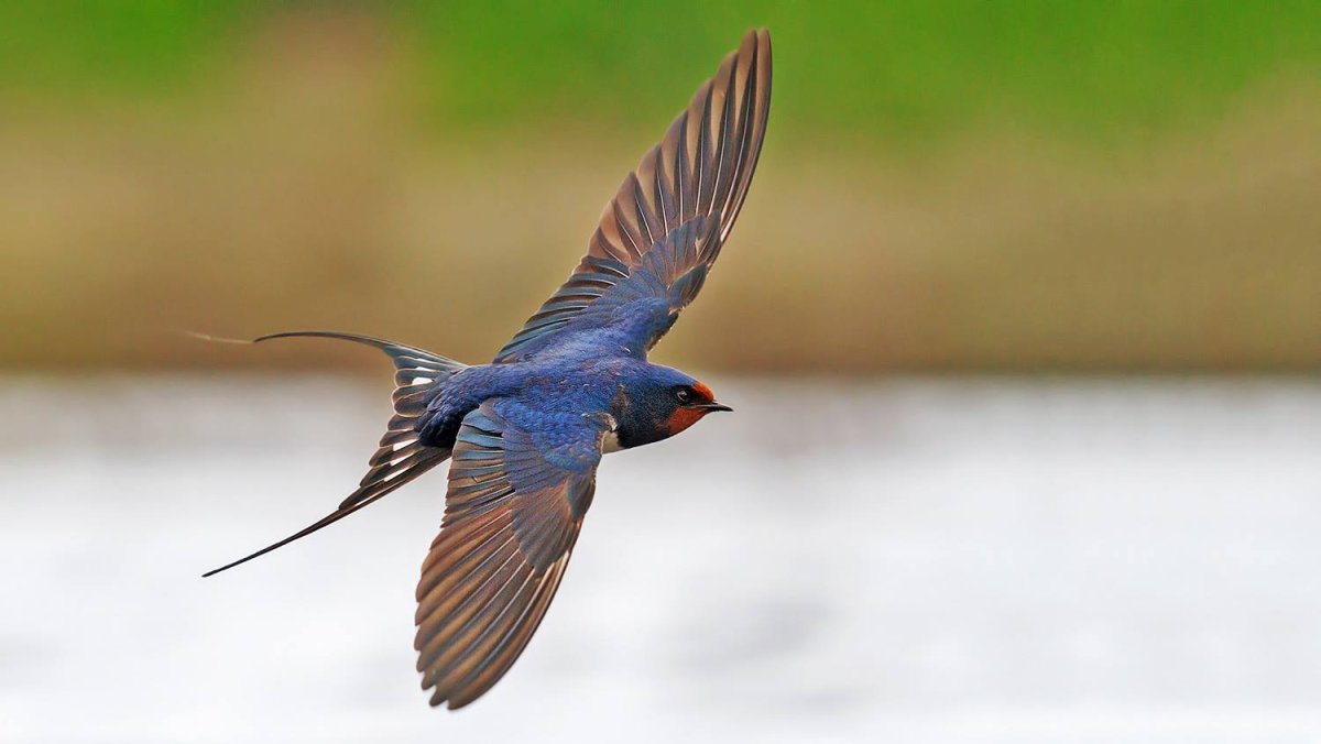 Синяя Ласточка птица