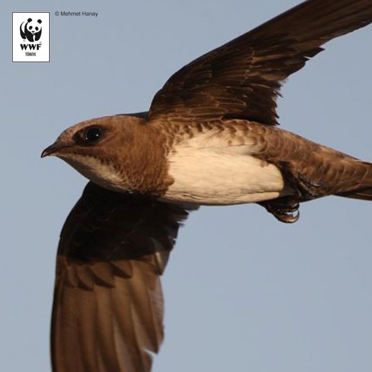 Птица Абобил